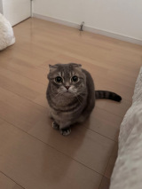 X�A�J�E���g�E���Ⴏ����(@shake_1121)�̈��L�E���Ⴏ����(�ʐ^��X���) 