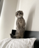 X�A�J�E���g�E���Ⴏ����(@shake_1121)�̈��L�E���Ⴏ����(�ʐ^��X���) 