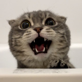 X�A�J�E���g�E���Ⴏ����(@shake_1121)�̈��L�E���Ⴏ����(�ʐ^��X���) 