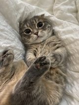 X�A�J�E���g�E���Ⴏ����(@shake_1121)�̈��L�E���Ⴏ����(�ʐ^��X���) 