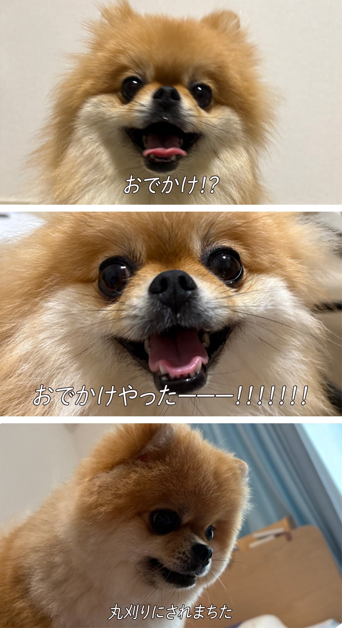 画像・写真 | 「おでかけやったーーー！「丸刈りにされまちた」 “変化