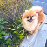 X�A�J�E���g�EEBIKECHI���� (@ebikechi)�̈����E�ۂ����(�ʐ^��X���) 