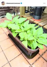 �u�Ă͂悭��ˁ[�v�a�c���l����I�����g�ƒ�؉��h (�ʐ^�̓C���X�^�O���� @daaaaaawaaaaaa ���) 