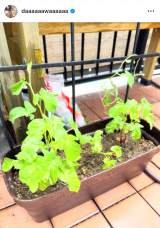 �u�Ă͂悭��ˁ[�v�a�c���l����I�����g�ƒ�؉��h (�ʐ^�̓C���X�^�O���� @daaaaaawaaaaaa ���) 