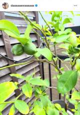 �u�Ă͂悭��ˁ[�v�a�c���l����I�����g�ƒ�؉��h (�ʐ^�̓C���X�^�O���� @daaaaaawaaaaaa ���) 