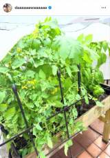 �u�Ă͂悭��ˁ[�v�a�c���l����I�����g�ƒ�؉��h (�ʐ^�̓C���X�^�O���� @daaaaaawaaaaaa ���) 