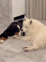 X�A�J�E���g�E@GrandMou_����̈����E��:���[�U����� �E:�W���j����(�ʐ^��X���) 