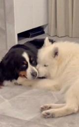 �u�l�ԂɃo���������߂��!�v�C�`���C�`�����Ă���^���́g�c���f���h�Ή��Ɂu���킢���v 