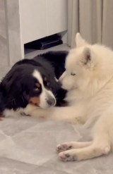 X�A�J�E���g�E@GrandMou_����̈����E��:���[�U����� �E:�W���j����(�ʐ^��X���) 