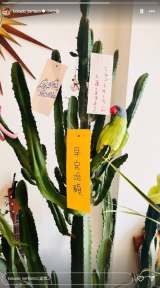 �R�J�h�́u�肢���v 