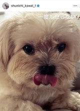 �썇�r��u�����̒a�����v�i�ʐ^�̓C���X�^�O���� @ shunichi_kawai_1 ���j 