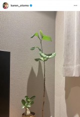 Fԗu䂪ƂɐVɂĂAɌC炤jv  (ʐ^̓CX^O @karen_otomo ) 