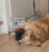 4�Ύ�&�S�[���f�����g���o�[�̃��[�j���O���[�e�B�� 