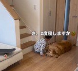 4�Ύ����S�[���f�����g���o�[�̃��[�j���O���[�e�B�� 