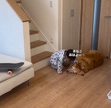 4�Ύ����S�[���f�����g���o�[�̃��[�j���O���[�e�B�� 