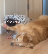 4�Ύ����S�[���f�����g���o�[�̃��[�j���O���[�e�B�� 