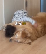 4�Ύ�&�S�[���f�����g���o�[�̃��[�j���O���[�e�B�� 