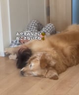 4�Ύ�&�S�[���f�����g���o�[�̃��[�j���O���[�e�B�� 