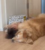 4�Ύ�&�S�[���f�����g���o�[�̃��[�j���O���[�e�B�� 