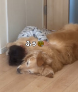 4�Ύ�&�S�[���f�����g���o�[�̃��[�j���O���[�e�B�� 