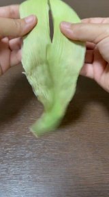 �Ƃ����낱���́g��h���璹����������܂ł̉ߒ�(�摜��:inori���� @kusabanaasobi) 