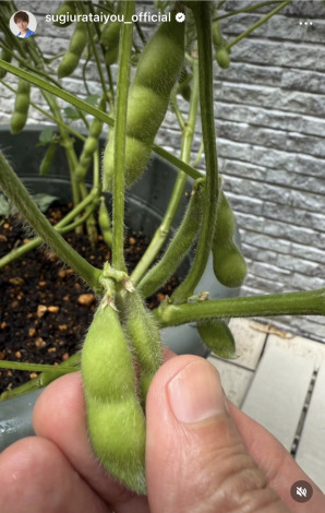 ���Y���z�u�䂪�Ƃ̎}�� ���n������v�i�ʐ^�̓C���X�^�O������sugiurataiyou_official ���j 