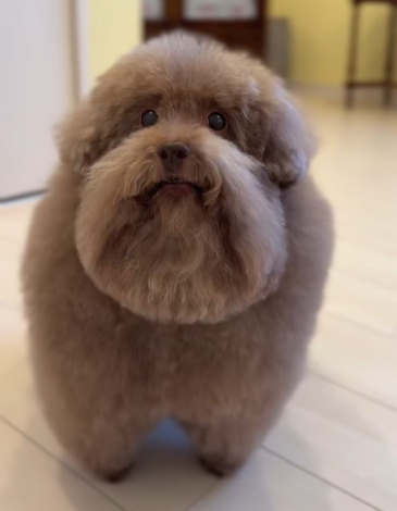 ���ӂ��ӂȂ���邿��� 