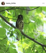 ���M���q�u�t�̋G�߂ɓ��{�ɂ���Ă���t�N���E�̒��� �A�I�o�Y�N�v (�ʐ^�̓C���X�^�O���� @isono_kiriko ���) 