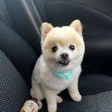 �Ԃɖ߂�Ɩ��邢�\��ɂȂ����|�R�ۂ���(�摜��:@yuyuyuyumee) 