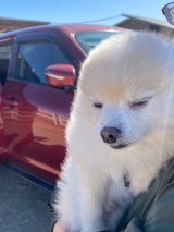 ���̊炪����^�]�ȃ|�R�ۂ���(�摜��:@yuyuyuyumee) 