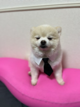 ���̊炪����^�]�ȃ|�R�ۂ���(�摜��:@yuyuyuyumee) 