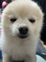 ���̊炪����^�]�ȃ|�R�ۂ���(�摜��:@yuyuyuyumee) 