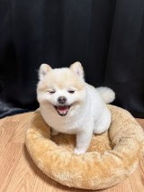 ���̊炪����^�]�ȃ|�R�ۂ���(�摜��:@yuyuyuyumee) 