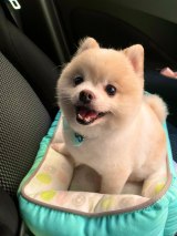 X�A�J�E���g�E�ۂ񂷂���搶(@yuyuyuyumee)�̈����E�|�R�ۂ���(�ʐ^��X���) 