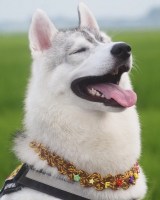 X�A�J�E���g�E�ӂ��܂�+�Ԃ�=����(@fukumaru_buna)�̈����E���ۂ���(�ʐ^��X���) 