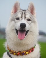 X�A�J�E���g�E�ӂ��܂�+�Ԃ�=����(@fukumaru_buna)�̈����E���ۂ���(�ʐ^��X���) 