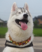 X�A�J�E���g�E�ӂ��܂�+�Ԃ�=����(@fukumaru_buna)�̈����E���ۂ���(�ʐ^��X���) 