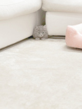 �V���ȉƑ��E���L�~�����B(�������T�I�t�B�V�����u���O���) 