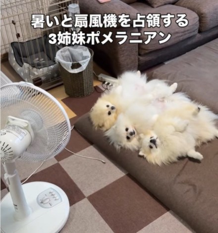 ��@��Ɛ肷��|�����j�A���̎O�o���i��melkuramarin���j 