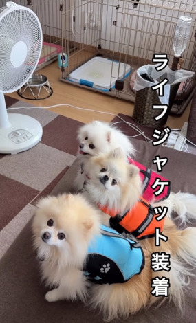 �|�����j�A���̎O�o���i��melkuramarin���j 