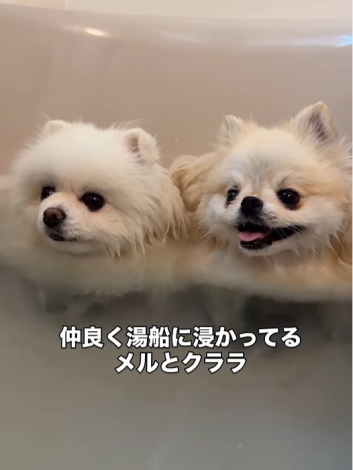 �|�����j�A���̎O�o���i��melkuramarin���j 