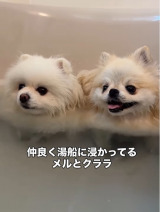 �|�����j�A���̎O�o���i��melkuramarin���j 