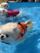 �|�����j�A���̎O�o���i��melkuramarin���j 