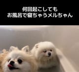 �|�����j�A���̎O�o���i��melkuramarin���j 