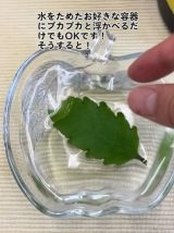 �ʖ��u�K���̗t�v�Ƃ��Ă΂��}�U�[���[�t�B���ɕ����ׂ邾���ł���Ă��邻���B2�T�Ԃقǂ���Ɓc(�摜��@bloomingscape) 