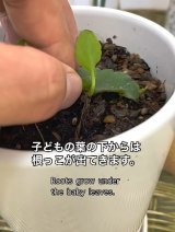 �q�ǂ��̗t���獪��!����ɐ�������ƉԂ��炭���Ƃ��c(�摜��@bloomingscape) 