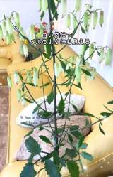 �Ԃ��ł����}�U�[���[�t(�摜��@bloomingscape) 