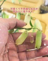 �}�U�[���[�t�̉�(�摜��@bloomingscape) 