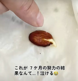 �ƒ�Ŕ��肵���u���̎�v!�����͓y�A�����A���݂͐�����������Ă��邻���B(�摜��@bloomingscape) 