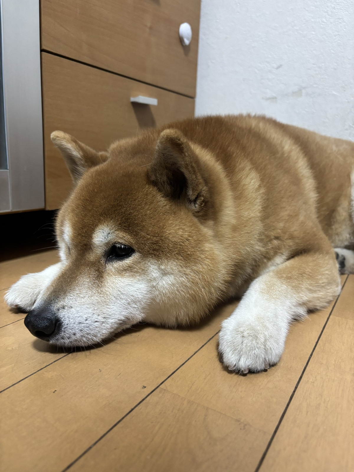 XAJEgE@kotaro_chang̈E낤(ʐ^X) 